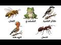 5 حيوانات حر م الإسلام قتلها بشكل قاطع 