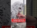 フクロウ見て癒されたら寝ろｗｗｗ #動物 #フクロウ #2ch動物スレ