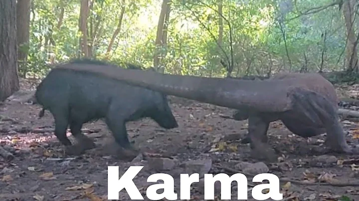 Wild pigs are affected by the dragon's tail wagging because they grab food