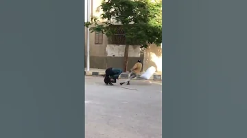 هنروح المولد 