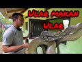 LIVE FEEDING KING COBRA BERSAMA SQUAD KING COBRA CHANNEL | WARNING : GRAPHIC CONTENT | AZRI NJMD