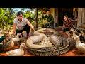72 Hours of Terror: Giant Python Invades Muscovy Duck Farm | Girl and Farmer Face Deadly Danger!
