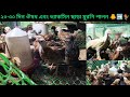 Chicken Farm- ২০-৩০ দিন ঔষধ এবং ভ্যাকসিন ছাড়া মুরগি পালন 🐥➡️🐓 