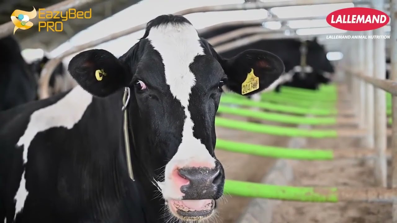 EazyBed   The next level in animal bedding solutions