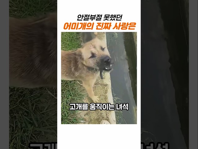 주인에게 온몸으로 말했던 어미개의 부탁