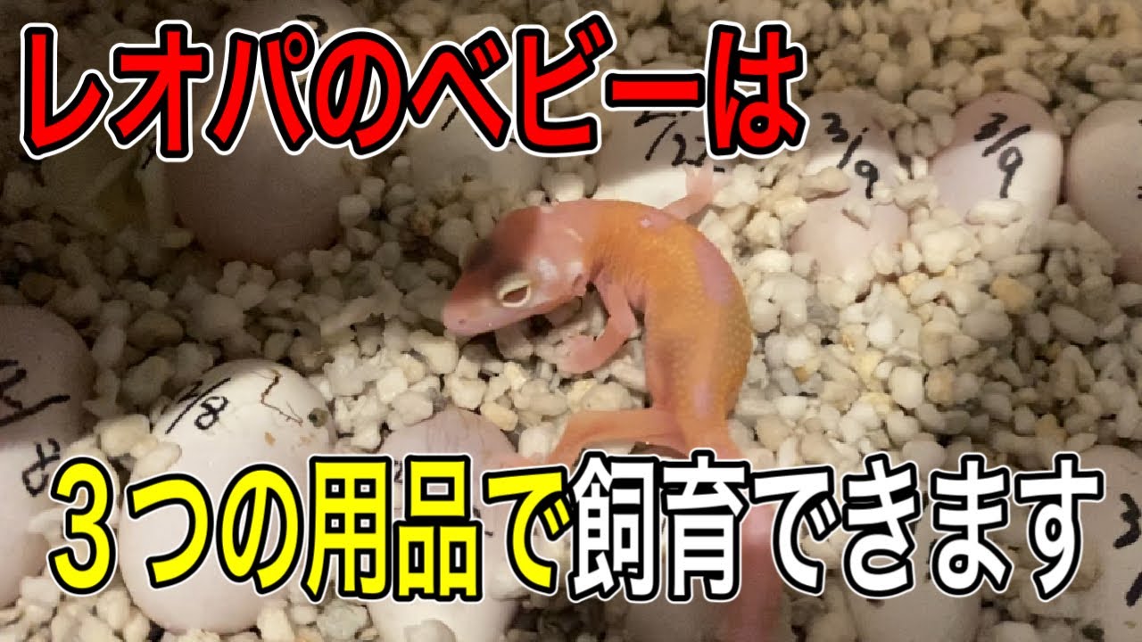【たった３つ】レオパベビーの飼育設備の紹介