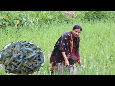 paddy-field-fishing-&-cooking-amazing-prawn-recipe-in-desi-village-style-||-bengali-recipe