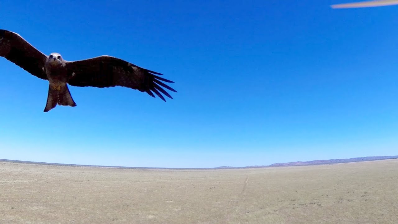 Black kite raptor bird of prey attacks drone All 4 Adventure TV YouTube