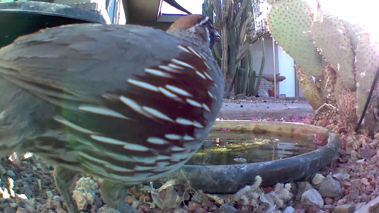 Quail Families at the watering hole YouTube