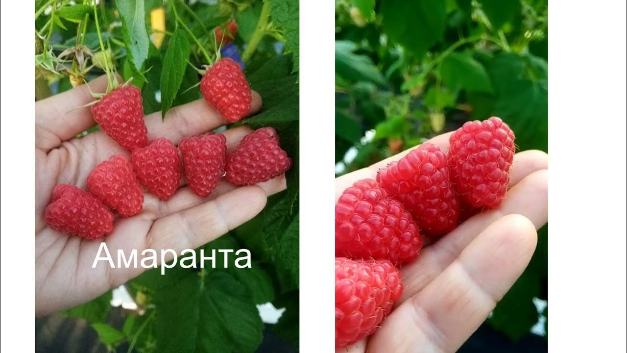 Малина амаранта описание сорта фото отзывы