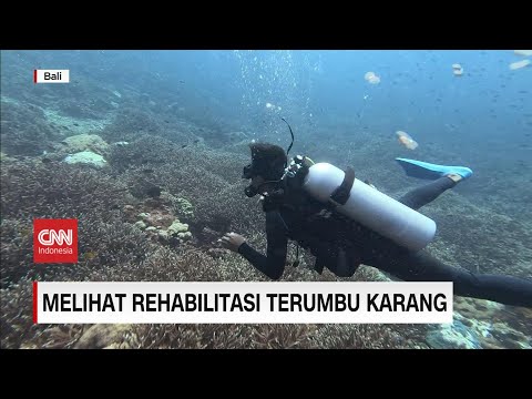 Video: Haruskah manusia menggunakan terumbu karang?