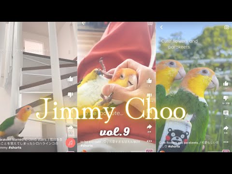 white bellied caique Jimmy & Choo vol.9/ シロハラインコ ジミー & チュー vol.9