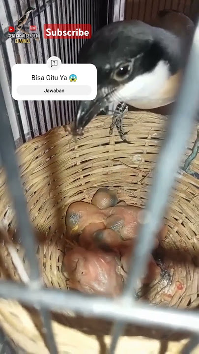 😱 Ternak Cendet Sangkar Gantung #cendeters #cendet #burung #kicaumania