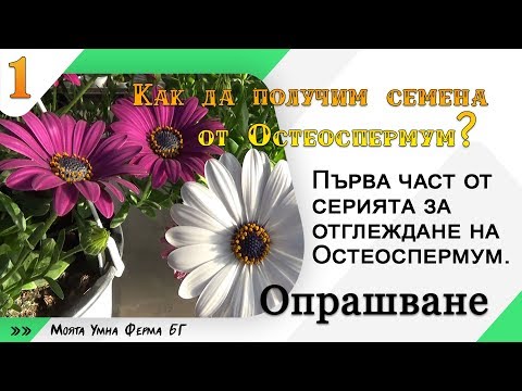 Видео: Как да отглеждаме циклама от семена