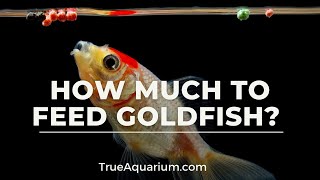 How Much to Feed Goldfish?