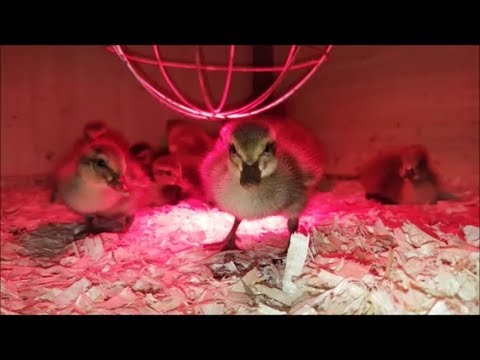 Video: Wie Man Enten Aufzieht