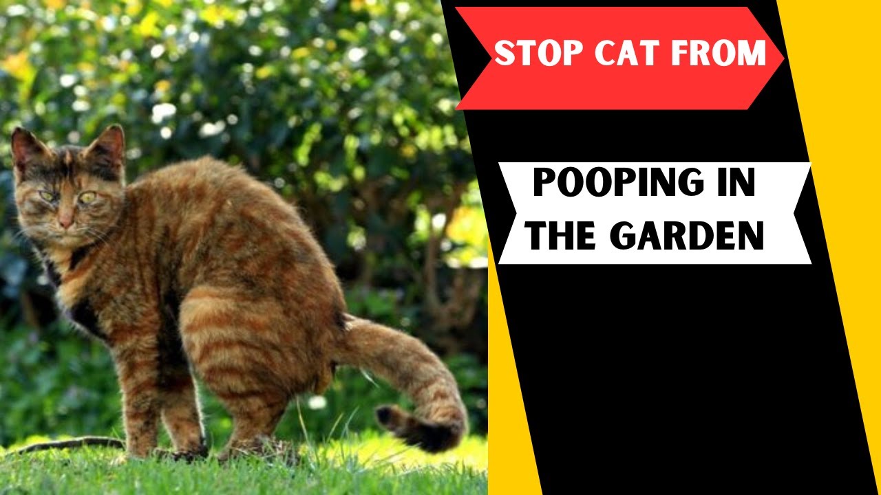 Effective Strategies to Prevent Cats from Pooping in Your Garden! - YouTube