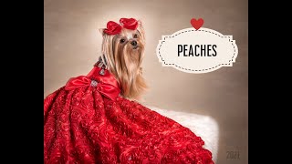 Pet Photography for Beginners - Valentine's Day