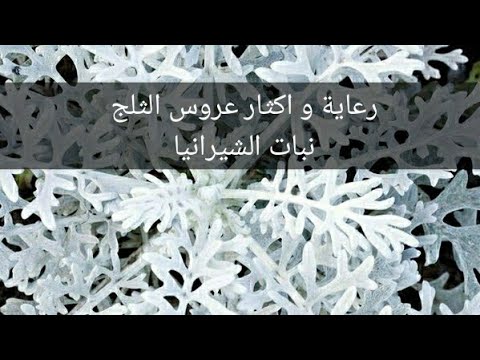 فيديو: سبيريا يابانية: زراعة ورعاية