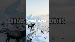 Living on the Polar Edge: A Day in the Coldest Regions
