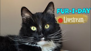 TGIF Cats LIVE