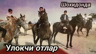 20.06.2023 ШОХИДОН ОТ БОЗОРИДА УЛОКЧИ ОТЛАР.!жылкы базар.!продаются лошады.!Отлар сотилади.!horse OT