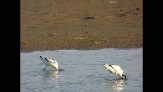 Pied Avocet  (Recurvirostra avosetta) - Ciocîntors