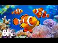 Dive Into The Best 8K Aquarium Amazing Sea Animals And Underwater Wonders 
