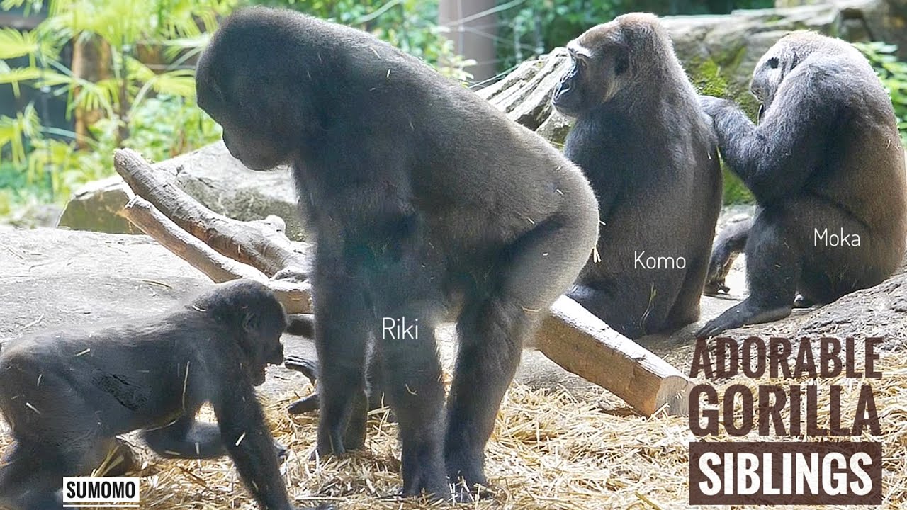 Gorilla Siblings Enjoy the Peace & Quiet While the Silverback