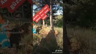 Yastadır Ey Deli Gönül Yastadır