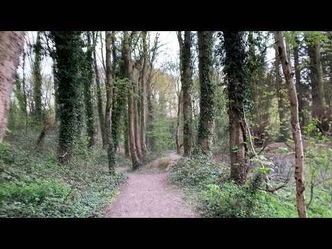 Walk through riddings forest