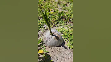 Как растут пальмы
