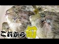 煮付けが一番大好き！今がまさに旬のお魚をお寿司でもいただきました！！