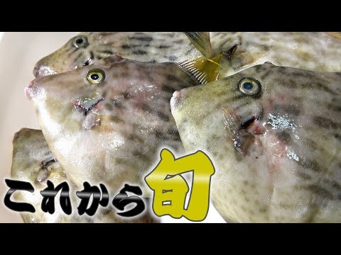 煮付けが一番大好き!今がまさに旬のお魚をお寿司でもいただきました!!