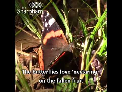Wideo: Szkodniki śliwkowe. Motyle
