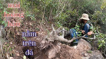 vượt vài chục km để đi khai thác những cây bonsai đẹp