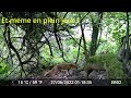 Le renard et la prune