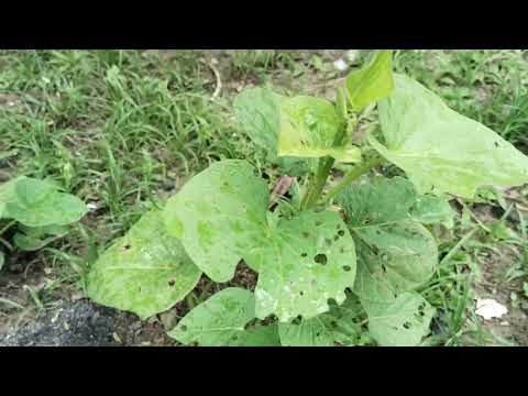 The sweet potatoes I planted are just starting to grow🍠🍠🍠#vegies #trending#video#watching #subscribe