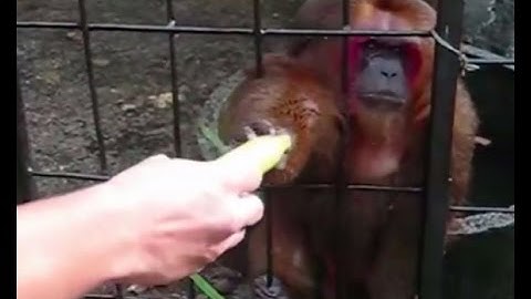 Ghetto Monkey Eating Bananas ( Kale Generation Remix) -Fan Made-