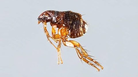 How Can Fleas Jump So High ?