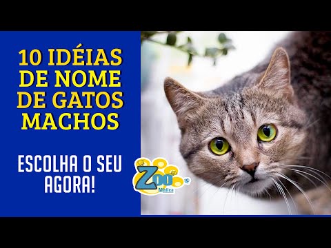 Vídeo: Quais são alguns bons nomes de gato macho?