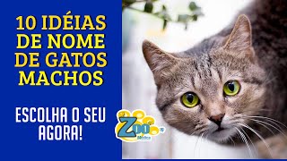 10 Nomes de Gatos Masculino (Macho) para VOCÊ ESCOLHER PARA SEU GATINHO HOJE! Nomes Super Legais!