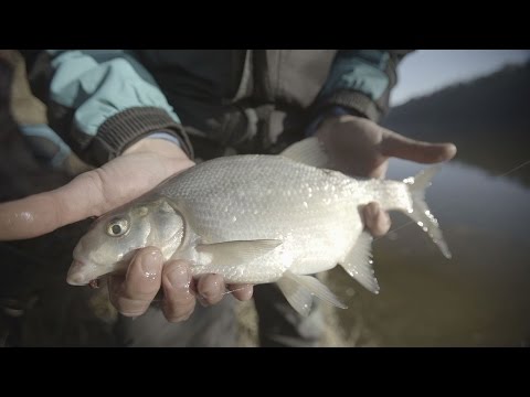 Video: Kaip Atidaryti Naminių Gyvūnėlių Saloną