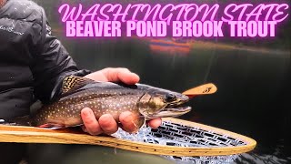 Fishing Beaver Pond for Brook Trout | Whatcom County