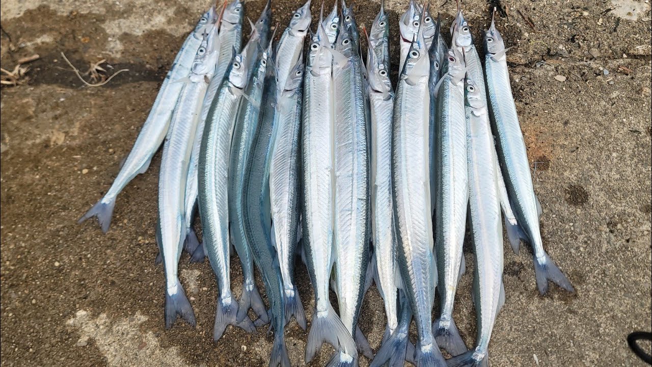 😡바다물색😡과연 꽁치가 나와 줄런지 #학꽁치 #볼락 #fishing