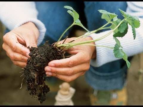 Vidéo: Que Peut-on Planter à Côté Des Fraises ? Peut-on Planter Des Framboises Et Semer De La Moutarde à L'automne ? Que Ne Faut-il Pas Planter ? Aperçu Des Sidérates Pour La Plantation D