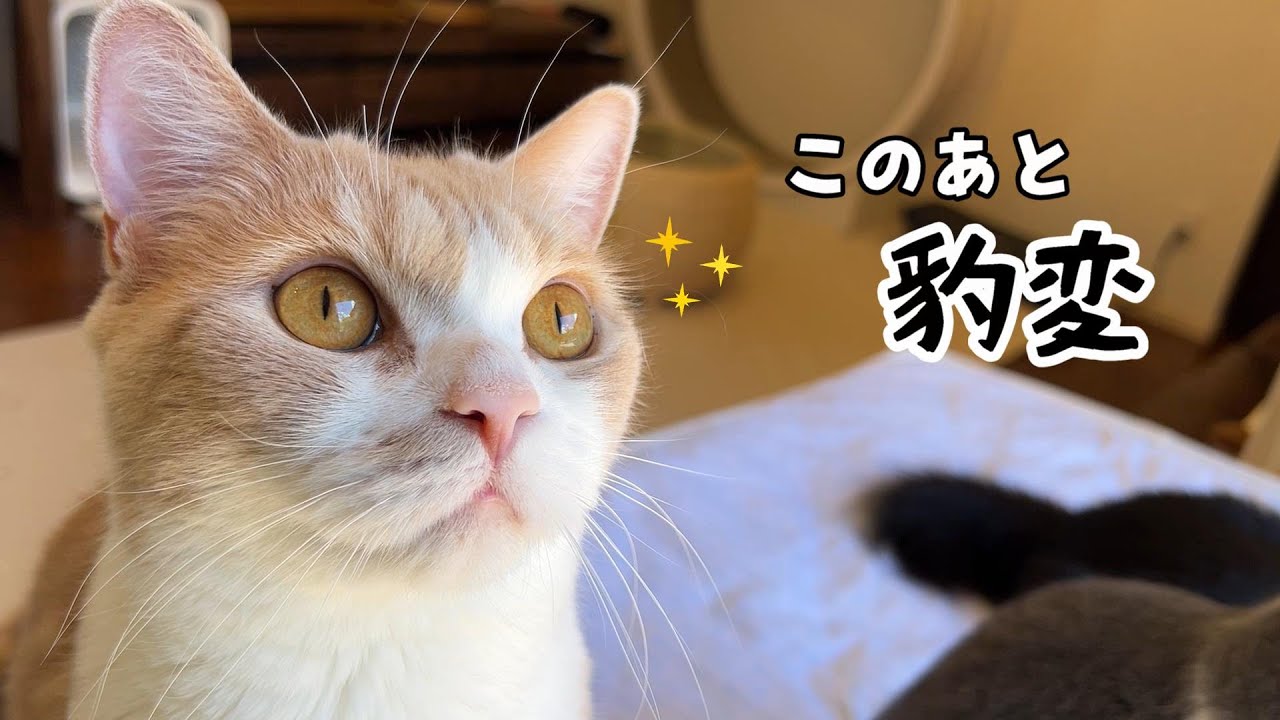 It's so cute when a normally calm cat suddenly becomes aggressive