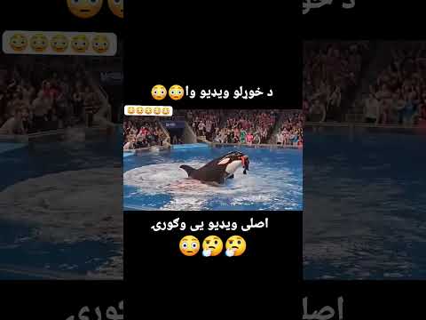 خوردن انسان توسط کوسه ماهی برای دیدن ویدئو های جدید یوتیوب من را سبسکرایپ کنید