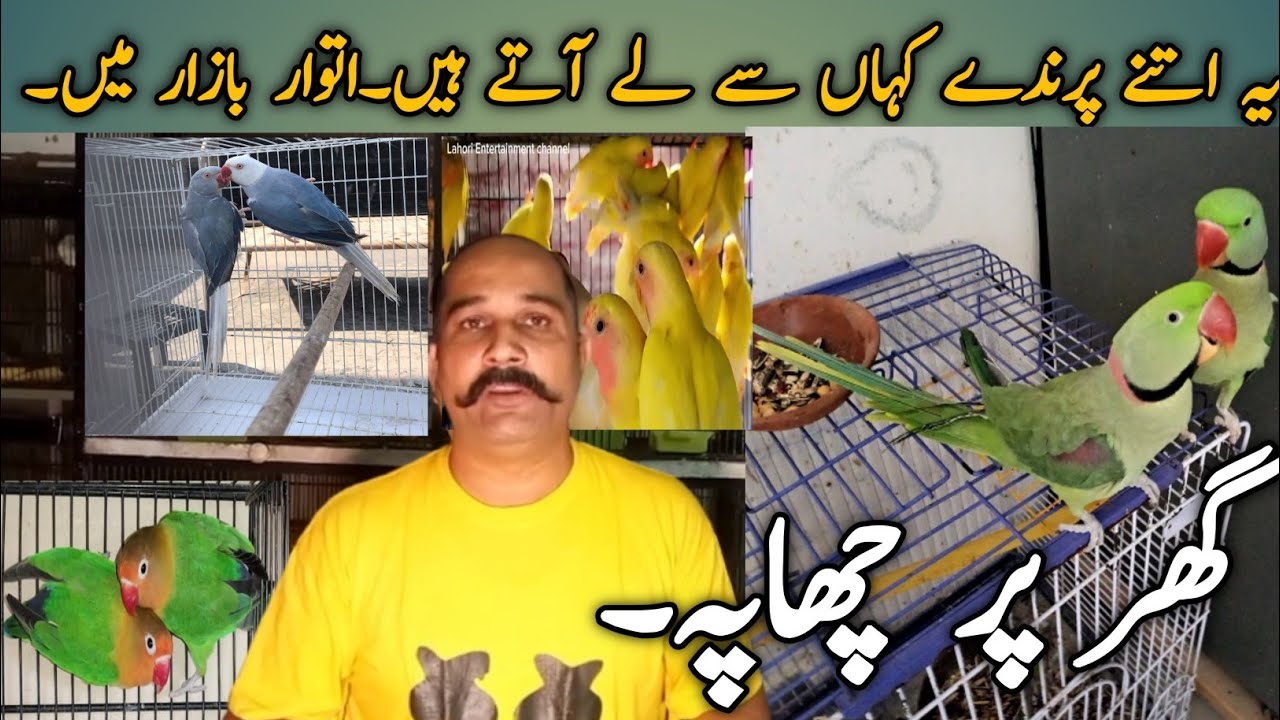 Lahore Sunday Birds Market Latest Price Update 28 May 2023 Parrots