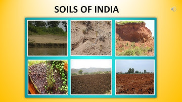 Soils of India / Class 4 Social Studies / CBSE / NCERT Syllabus/ EVS class 4
